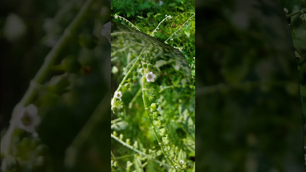 Cynoglossum zeylanicum