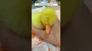 They Found a Tiny Duckling All Alone on the Road... So They Took It Home