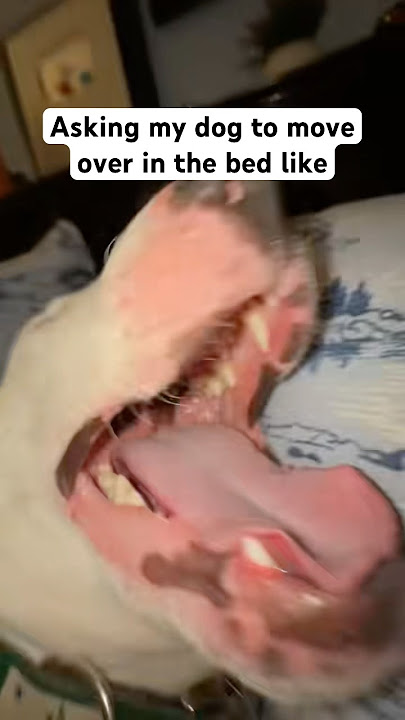 They take up the entire bed #dogs #meme #dogshorts #funny #memes