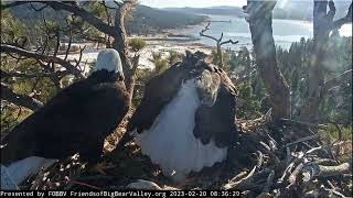 Shadow brings Jackie a breakfast fish FOBBV CAM Big Bear Bald Eagle Live Nest  Cam \/ Wide View Cam 2