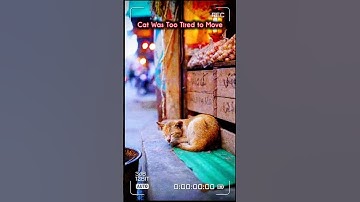 This Cat Was Too Tired to Move #sadcat #catlovers