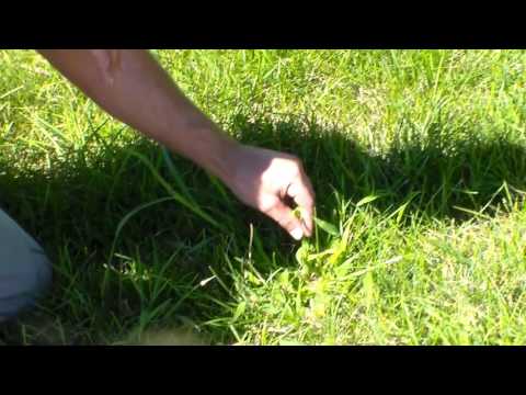 What is Crab Grass?