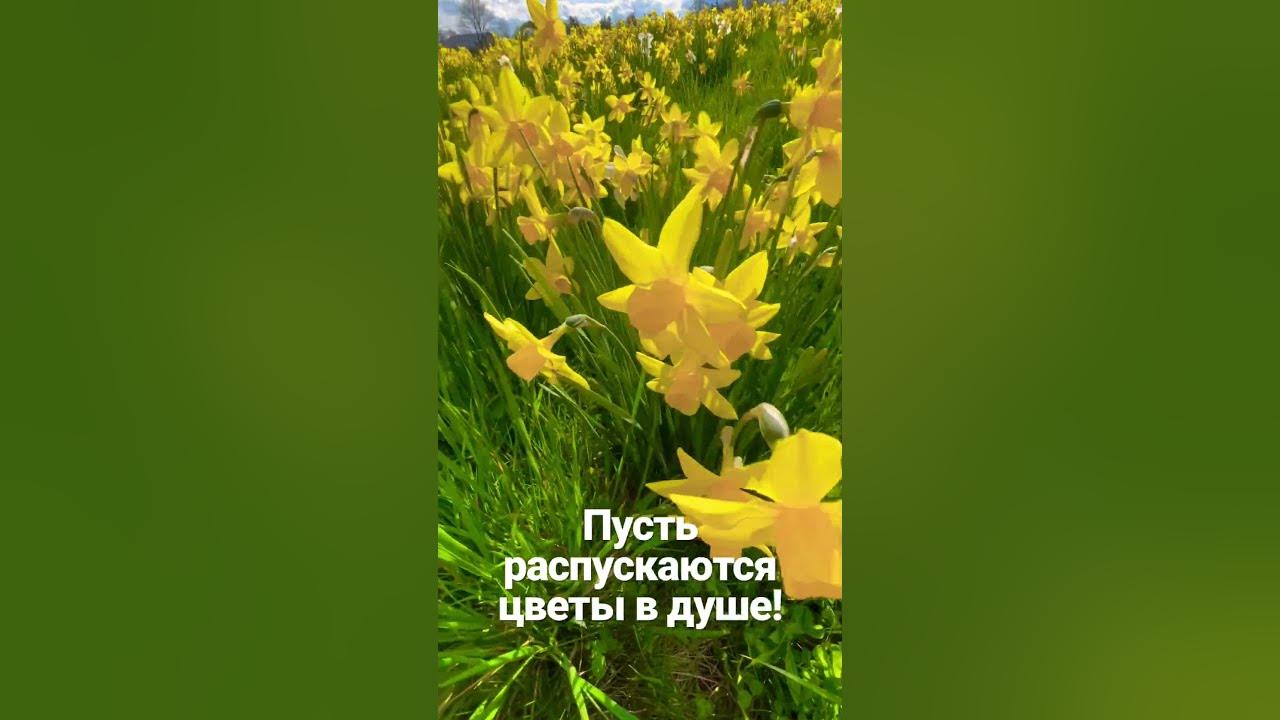 песня пусть распускаются цветы весенние у реки. черемуха любовь. песня пусть распускаются цветы весенние у реки. девушка с черемухой. стих про подснежник.