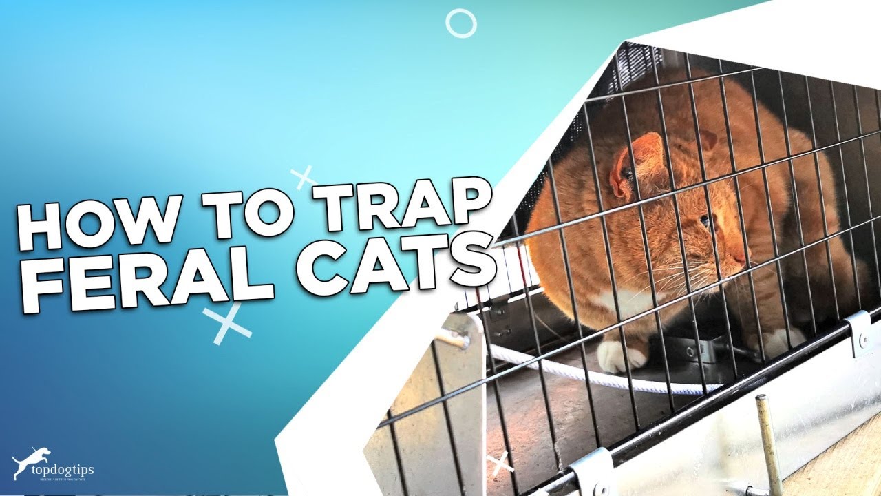 How To Trap Feral Cats YouTube