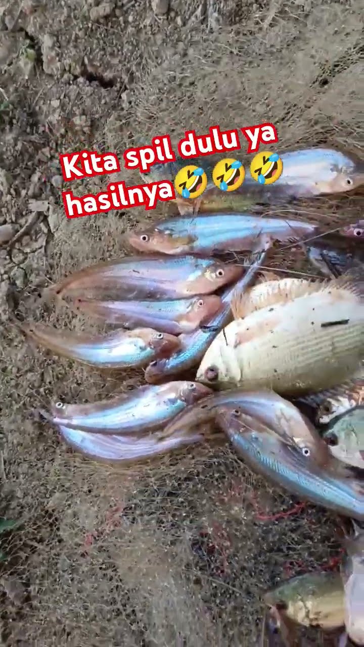 jala ikan silais #shortvideo #jala #fishing #silaishiksha - YouTube