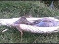 Щука с секретом внутри, щука с сюрпризом внутри НОВОЕ ВИДЕО!!! Pike with a secret inside