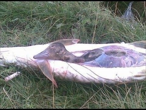 Щука с секретом внутри, щука с сюрпризом внутри НОВОЕ ВИДЕО!!! Pike with a secret inside