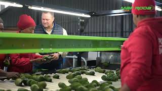 2025 - AVORIDGE (SOUTH AFRICA) - Avocado packing line - POMONE IV P112.5 Inclined