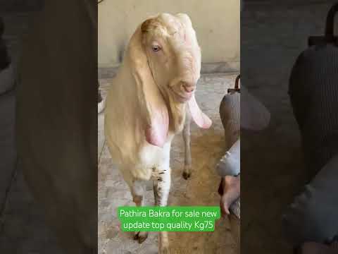 Pathira Bakra for sale new update top quality Kg75/9870046927#viral #govandi #mumbai