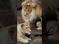 子育てママは忙しい☔️🐱旭山動物園のライオンママ👑Mom is busy.#shorts #lion #baby