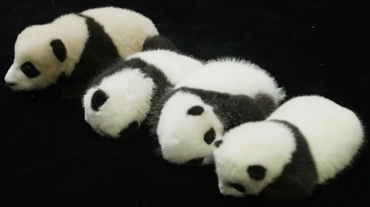 Giant Panda Education Base Opens in China - DayDayNews