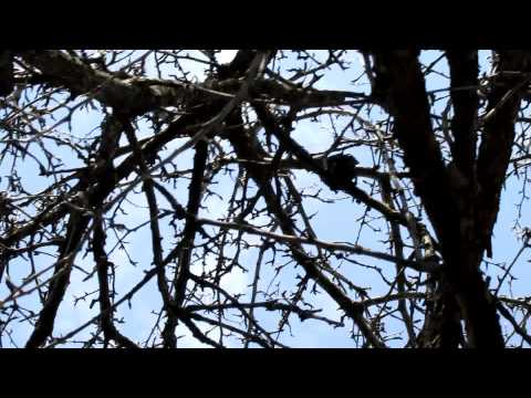 Картинки природы фото дятел Картинки природы фото дятел