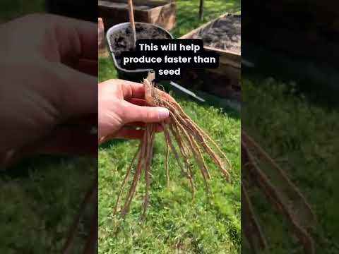 Видео: Asparagus Crown Rot - Научете за Fusarium Crown Rot Of Asparagus