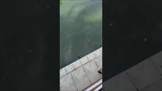 VID 20240728 WA0012