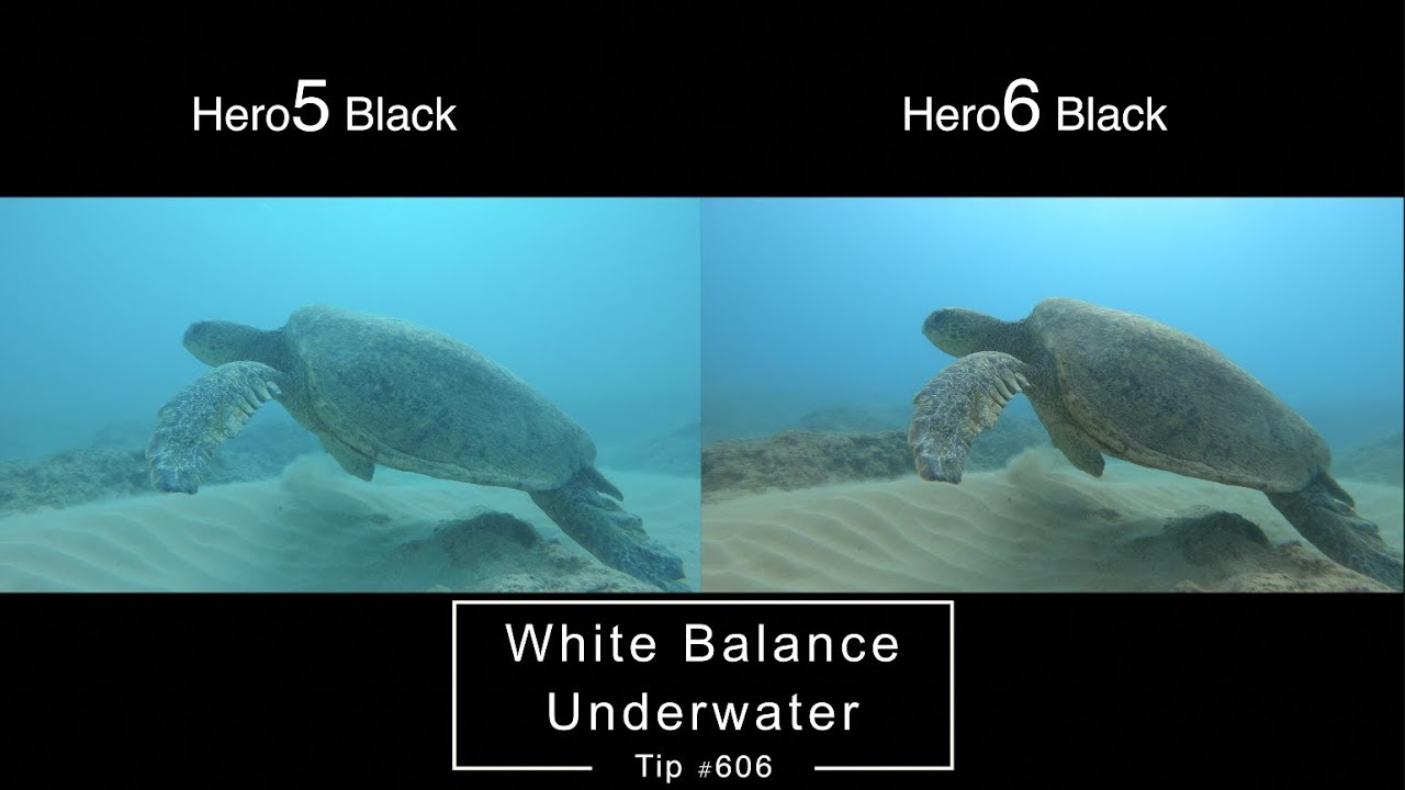 Hero6 Vs Hero5 Underwater White Balance Comparison Gopro Tip 606 Micbergsma Youtube