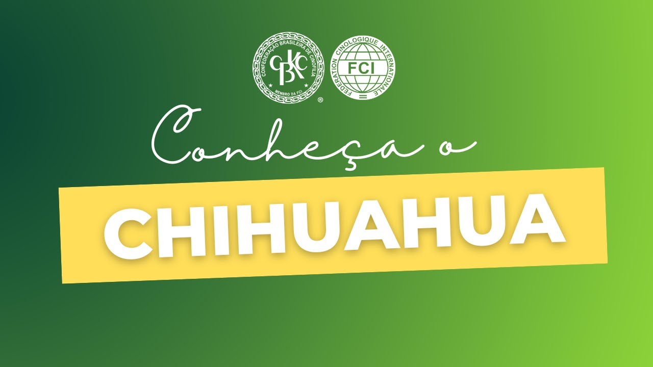 C*a様 Chihuahuaページ Conheça o Chihuahua - YouTube