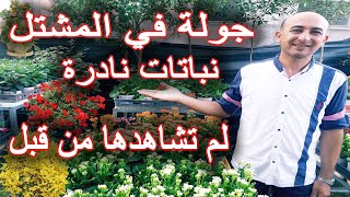 جولة في المشتل و اجمل نباتات الزينة, أسماء و انواع النباتات, The Names of Plants in the Nursery