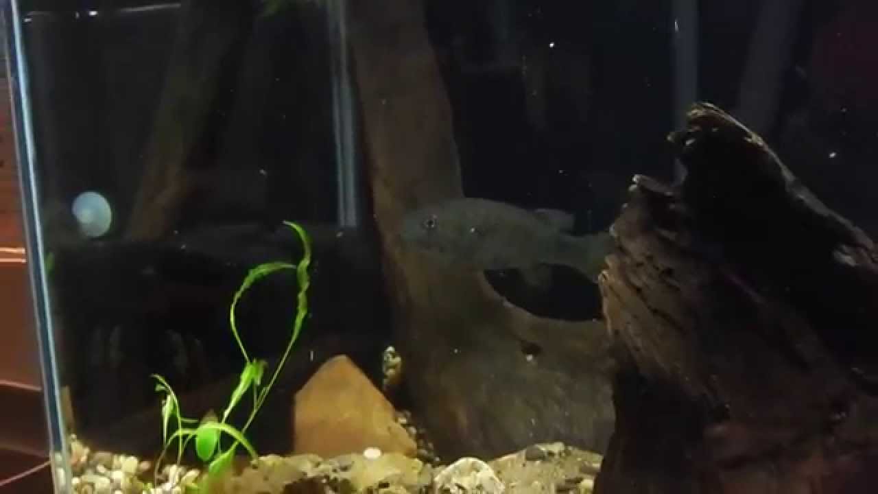 Coosa Bass - Aquarium Feeding