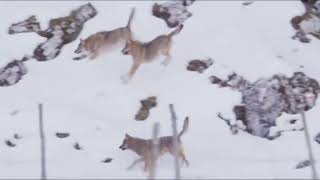 Three wolfs attack the dog