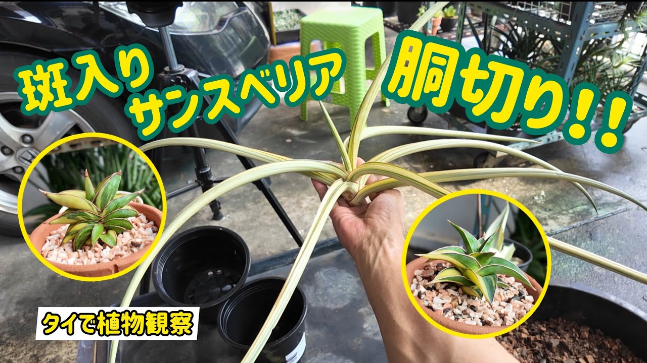 【タイでサンスベリア栽培】斑入りサンスベリアを、胴切り！！！斑入りサンスベリアコレクションを紹介！！