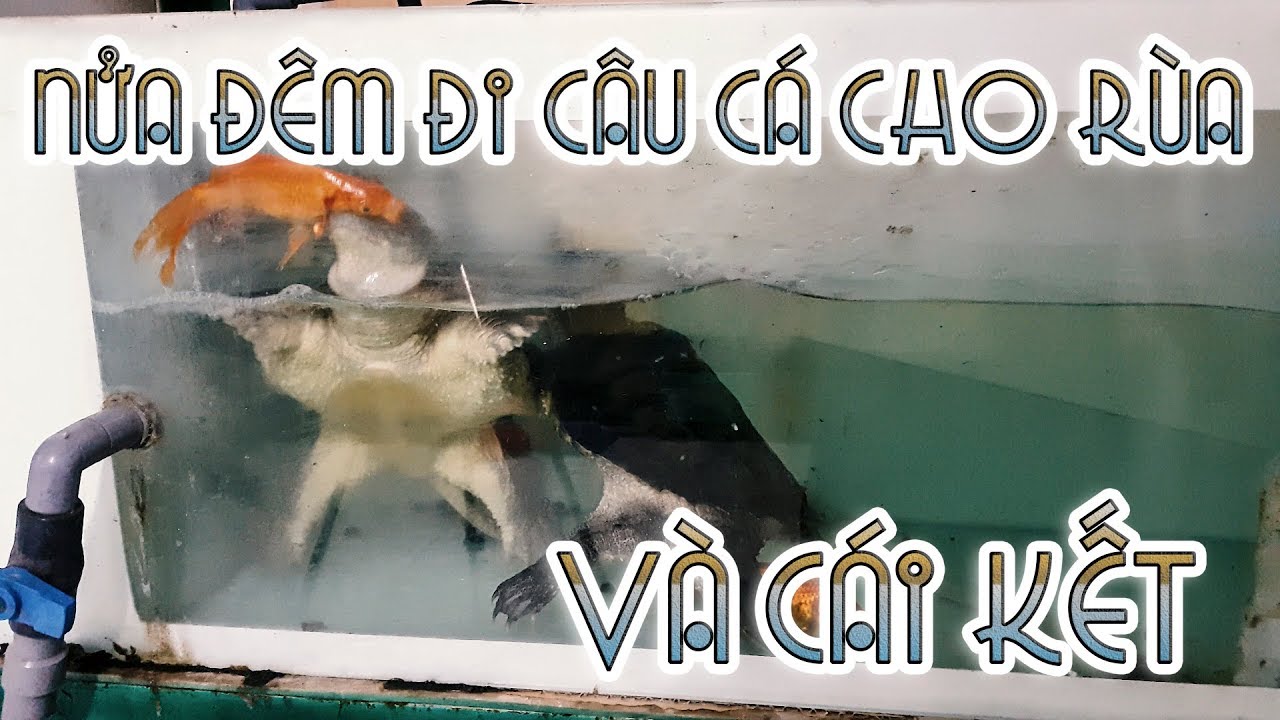 câu cá lóc Nửa đêm đi câu cá cho RÙA ĂN và cái kết :v| WILDVN TV