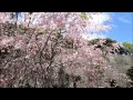 金剛頂寺の枝垂桜 2014