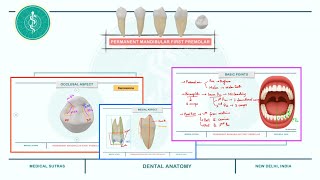 Permanent Mandibular First Premolar 