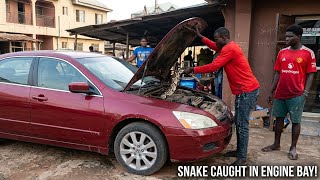 Uncovered a huge snake hiding inside my car engine! 🚗😱 #SnakeInCar