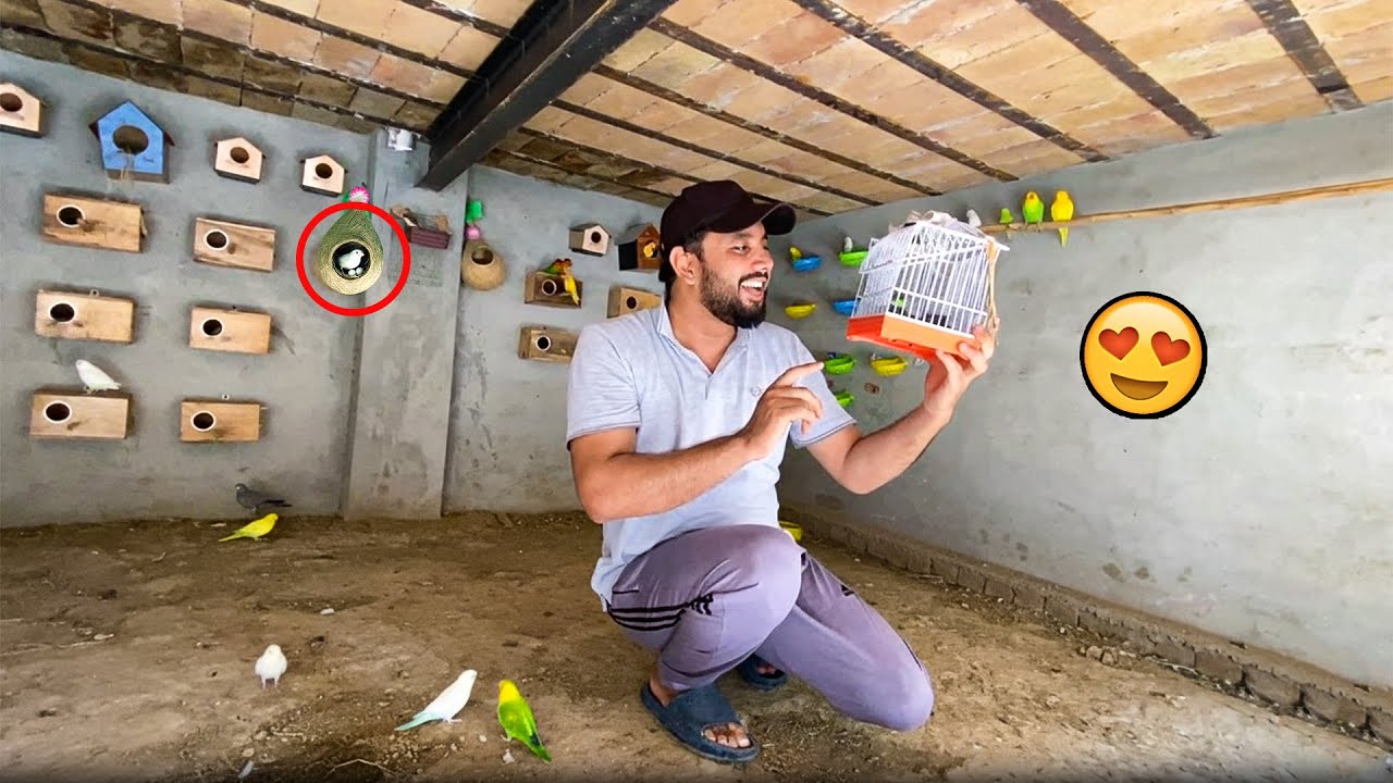 Dehati Mamu Zoo Ka Lucky Cage | Finches Breeding & Anday ❤️😍