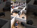 Pig raising people, mountain pigs running, rural pig farming, rural farming, boo absurd video