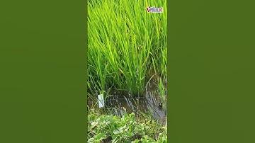 Người đàn ông ở Thanh Hóa căng dây điện bẫy chuột làm chết 2 người | Vietnamnet