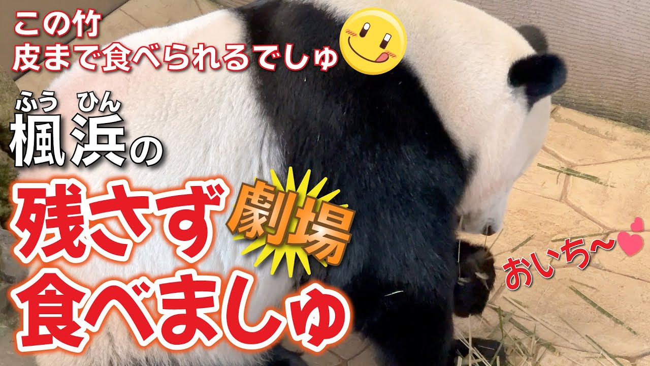 【楓浜（ふうひん）】「結浜🎀おわた」からの竹が美味しすぎて皮まで食べる楓浜🍁の残さず食べましゅ劇場⭐️最後にオマケもね🤗