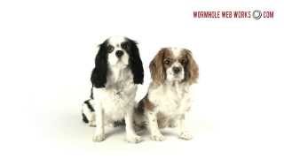 Wormhole Web Works - Free Puppies