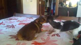 Funny Dogs Playing Or Fighting?