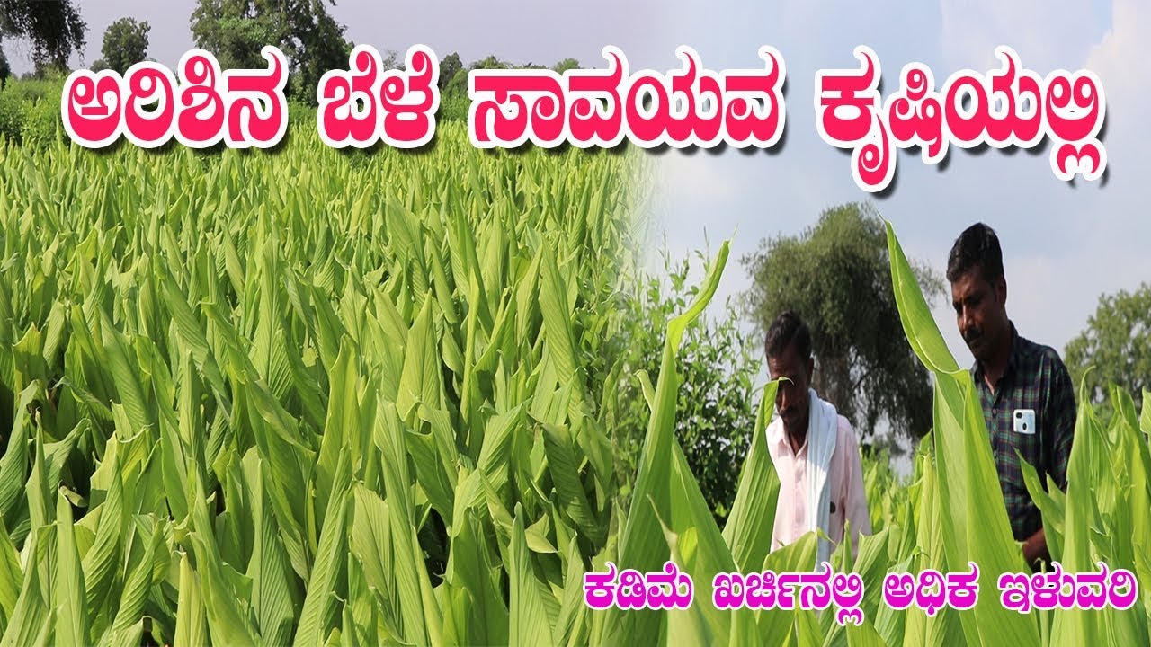 ಸಾವಯವದಲ್ಲಿ ಅರಶಿನ ಬೆಳೆಯಬಹುದೇ? || Can we grow Turmeric in Organic||Dr.Soil Turmeric