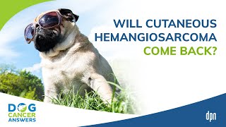Will Cutaneous Hemangiosarcoma Come Back? Q&A | Dr. Brooke Britton