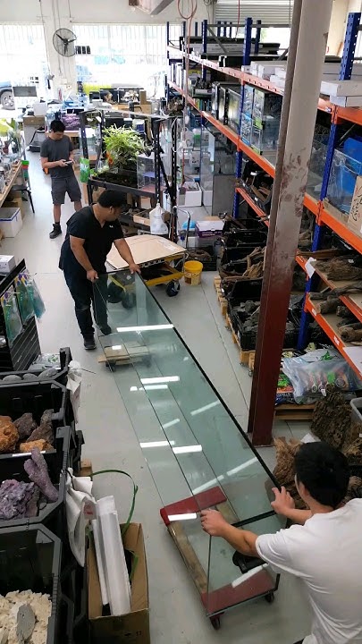 We Moved A 1000 Litre Fish Tank aquarium behindthescene fishhobbyist we-moved-a-1000-litre-fish-tank-aquarium-behindthescene-fishhobbyist