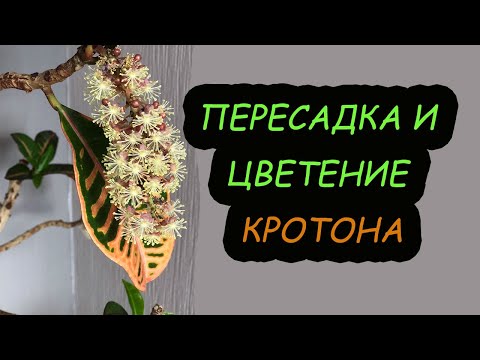 Вопрос: Как размножается домашнее растение Кротон — Codiaeum (фото)?