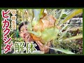 【解体】ざっくりと切る　ビカクシダのクランプ　【株分け】傷んだ葉は切る