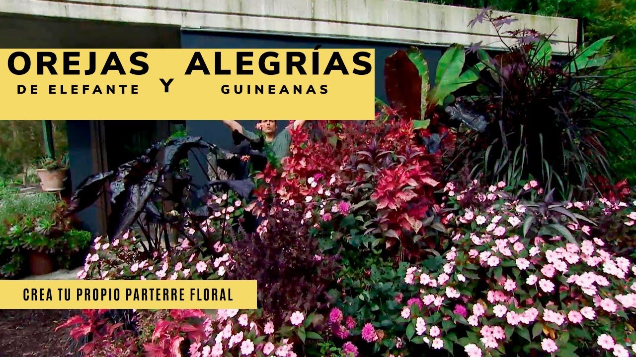 Orejas de elefante y Alegrías guineanas ? ¡Crea tu propio PARTERRE FLORAL!  - Jardinatis - YouTube