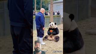 #panda #funny #entertaininganimals #wildlifeentertainment #animallife #animals