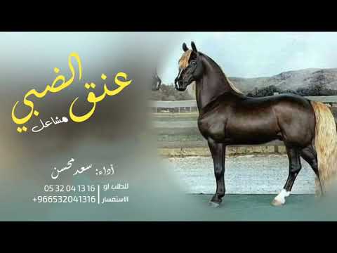 شيلةمدح2023عنق الضبي مشاعل أداءالنجم سعد محسن افخم شيلة جديد2023ننفذهاءبلاسماء 