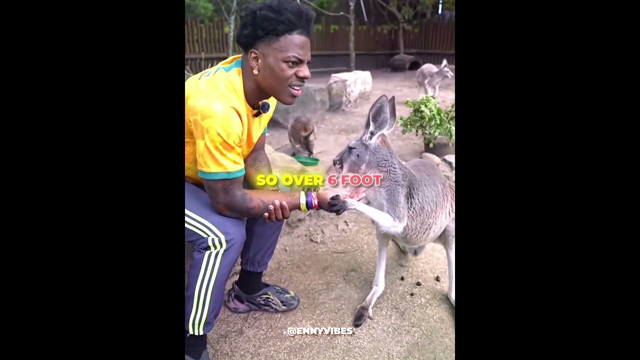 IshowSpeed Learns Male Kangaroos Crazy Build #ishowspeed #fitness