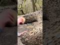 Why People Hammer Coins Into Trees 😳||#viral