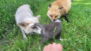 Fox pup kipper meets more foxes!