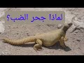 جحر الضب إلى متى سنتبع المضلين 