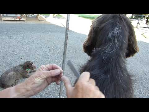 Grooming tools