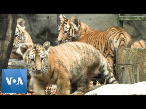 Quintuplet Tiger Cubs Shown to Public at South Korean Zoo.