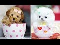 PERRITOS TIERNOS BEBES 🔵 VIDEOS DE RISA DE PERRITOS LINDOS Y CHISTOSOS