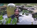 DIY Garden Pond Taken Over By Cattails!